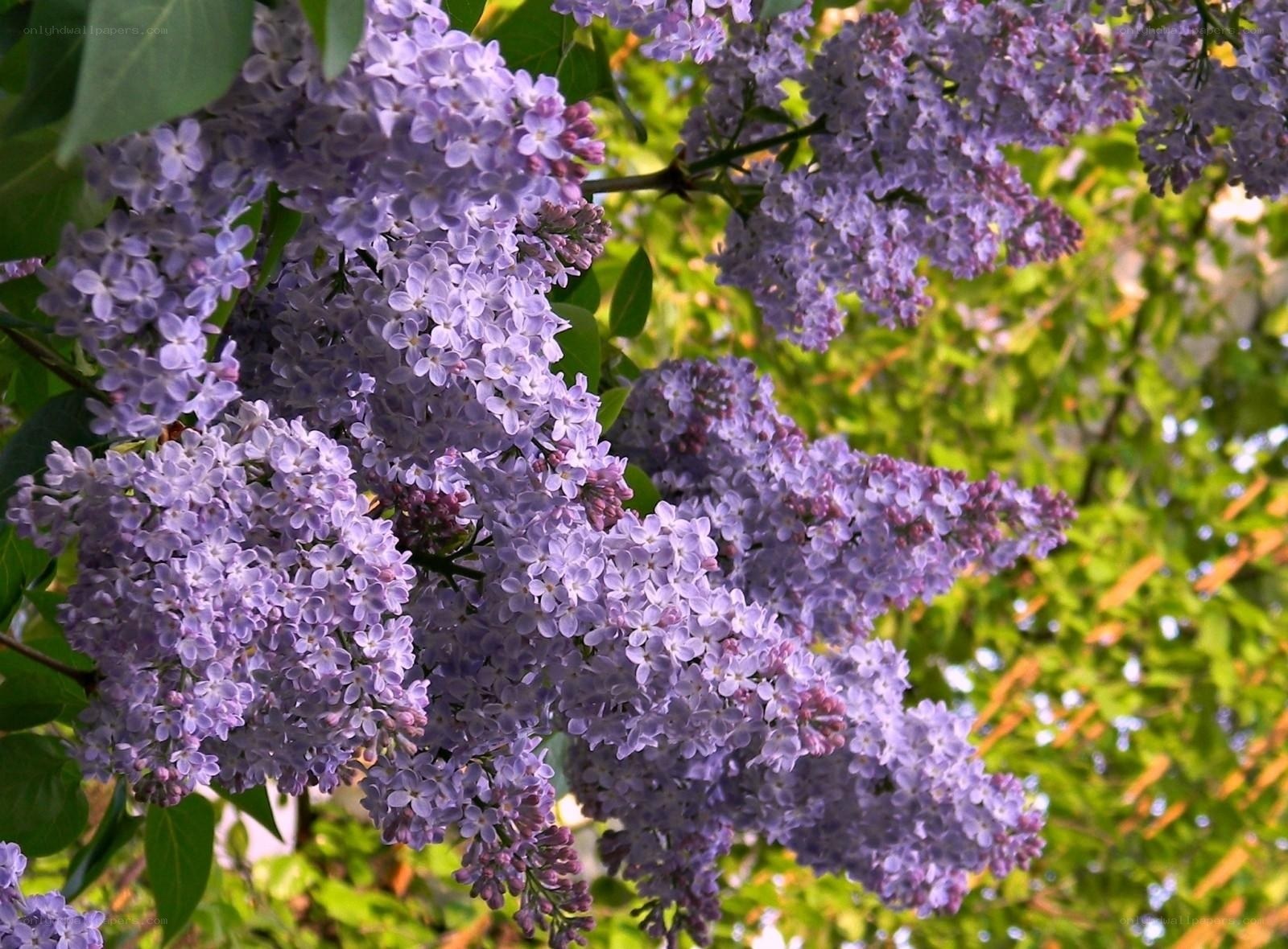 purple lilac flowers in bloom