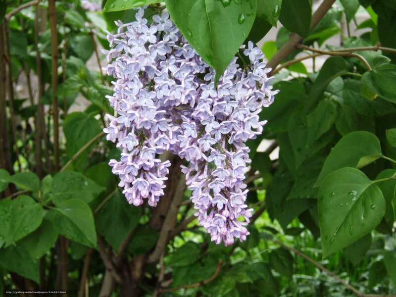purple lilac flowers in bloom