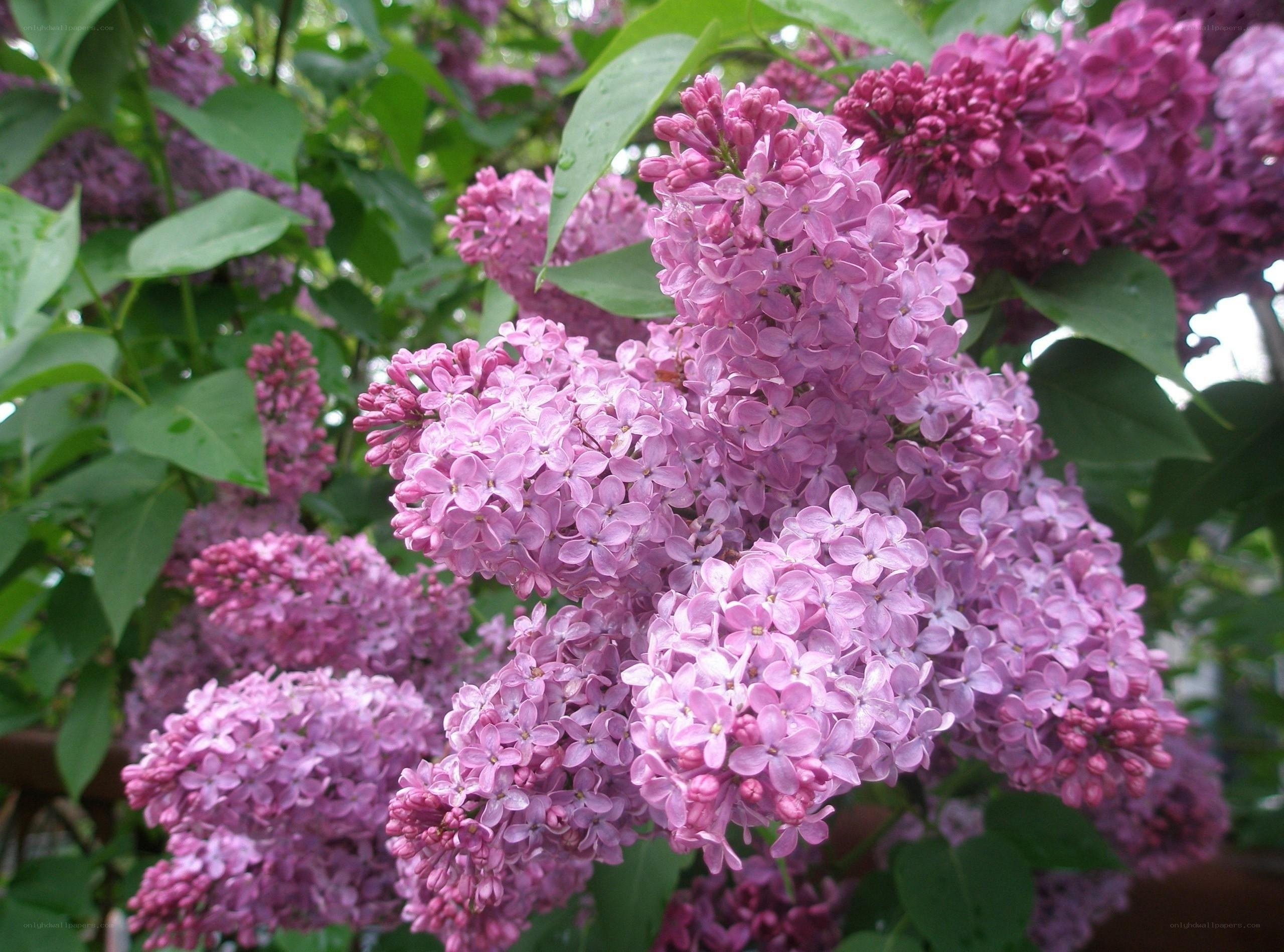 purple lilac flowers in bloom