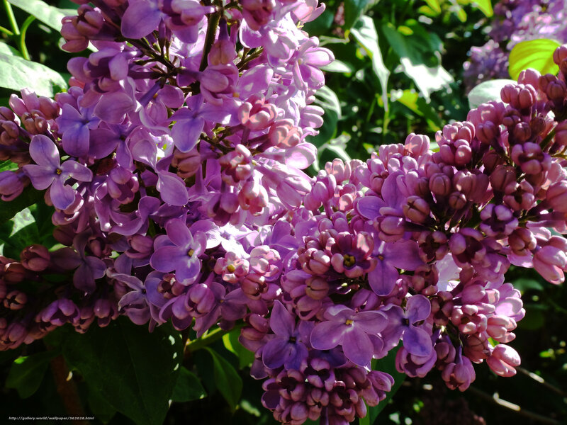 Purple lilac flowers in bloom
