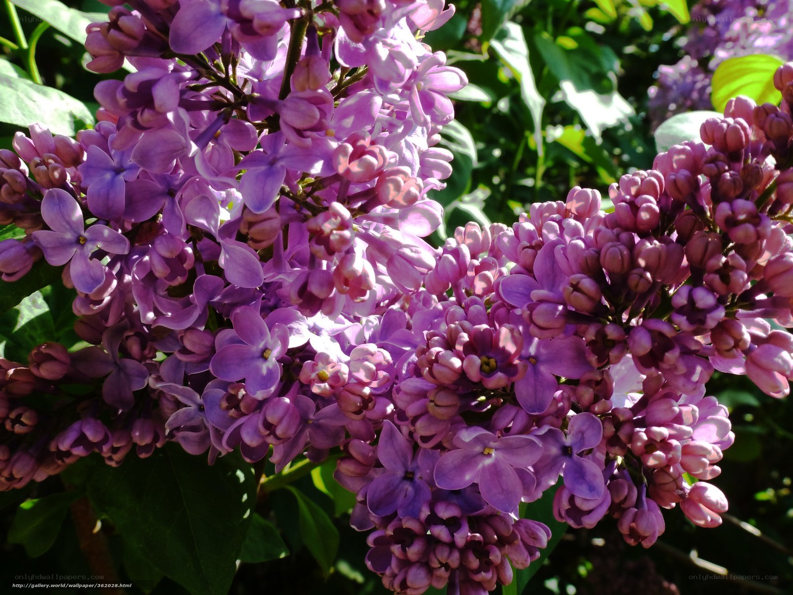 Purple lilac flowers in bloom