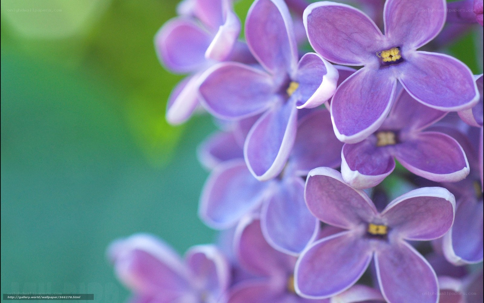 purple lilac flowers in bloom