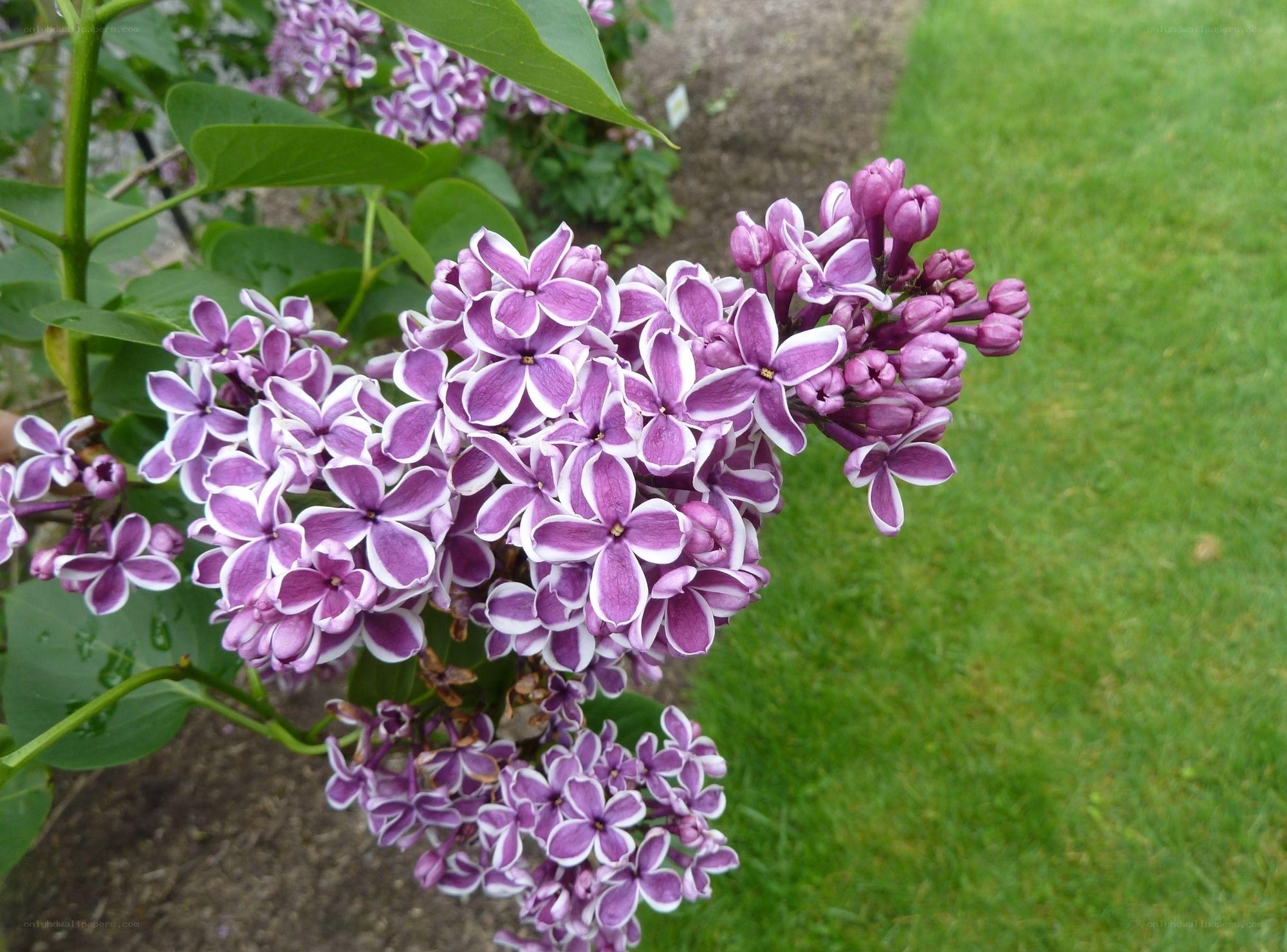purple lilac flowers in bloom