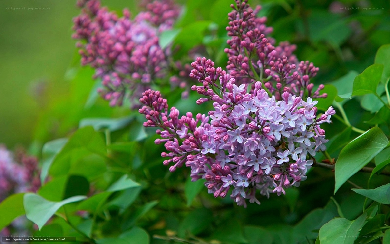purple lilac flowers in bloom