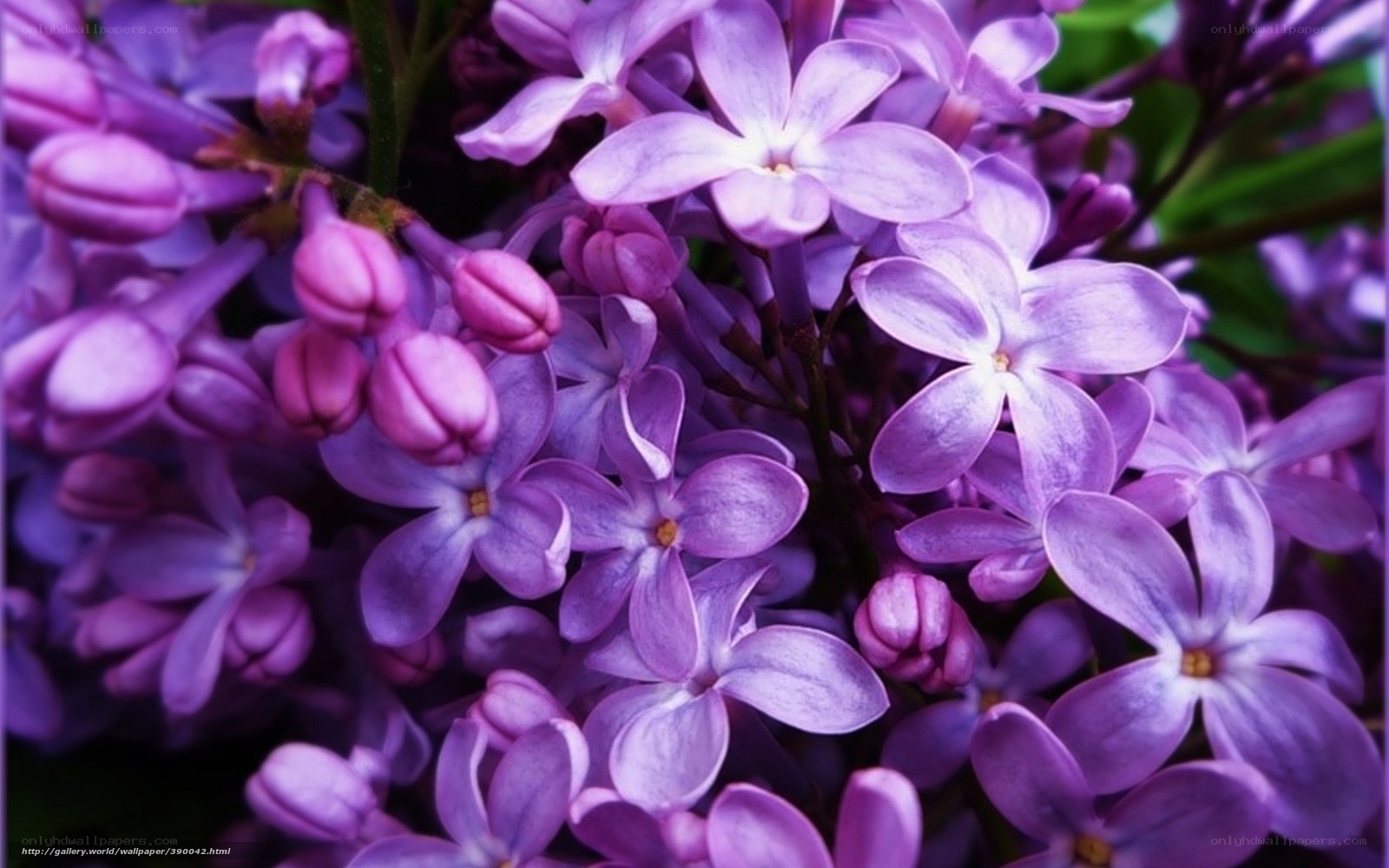 Purple lilac flowers in bloom