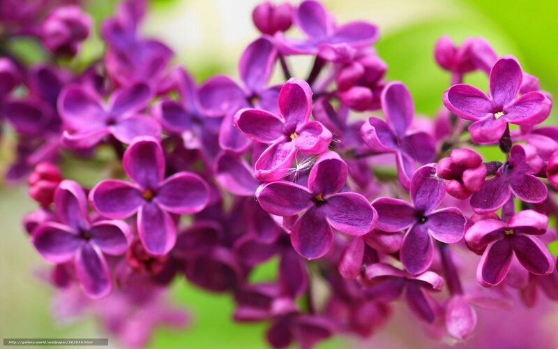 Purple lilac flowers in bloom