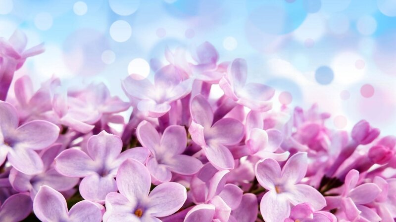 purple lilac flowers in bloom