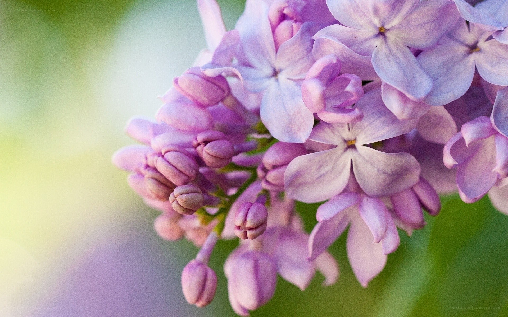 Purple lilac flowers in bloom