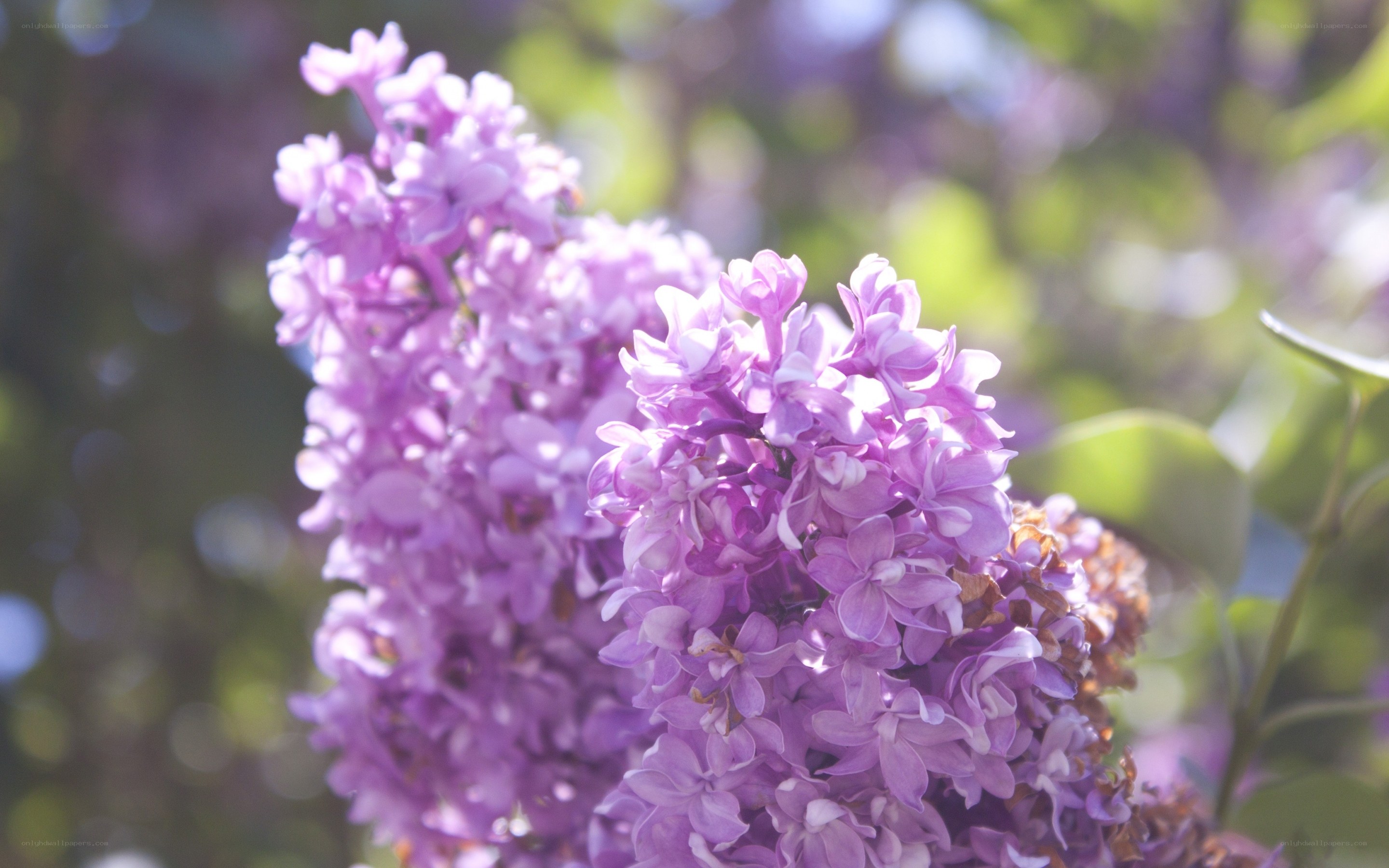 purple lilac flowers in bloom