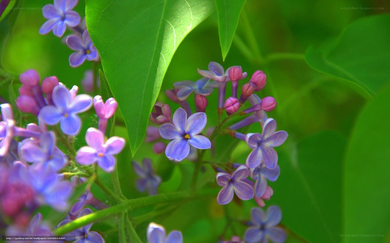 Purple lilac flowers in bloom