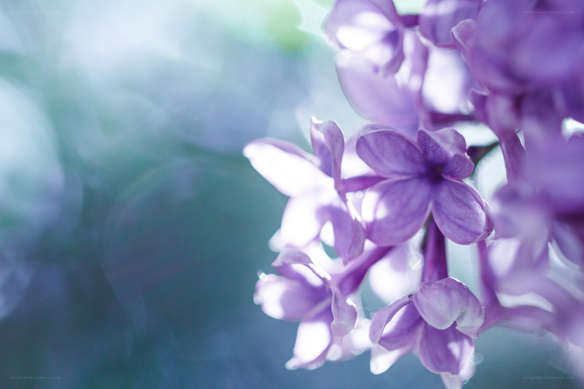 Purple lilac flowers in bloom