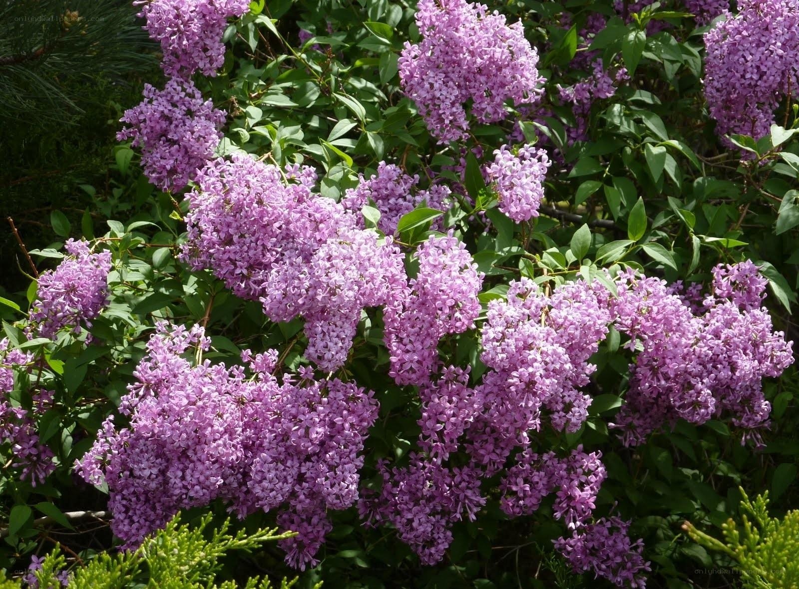 purple lilac flowers in bloom