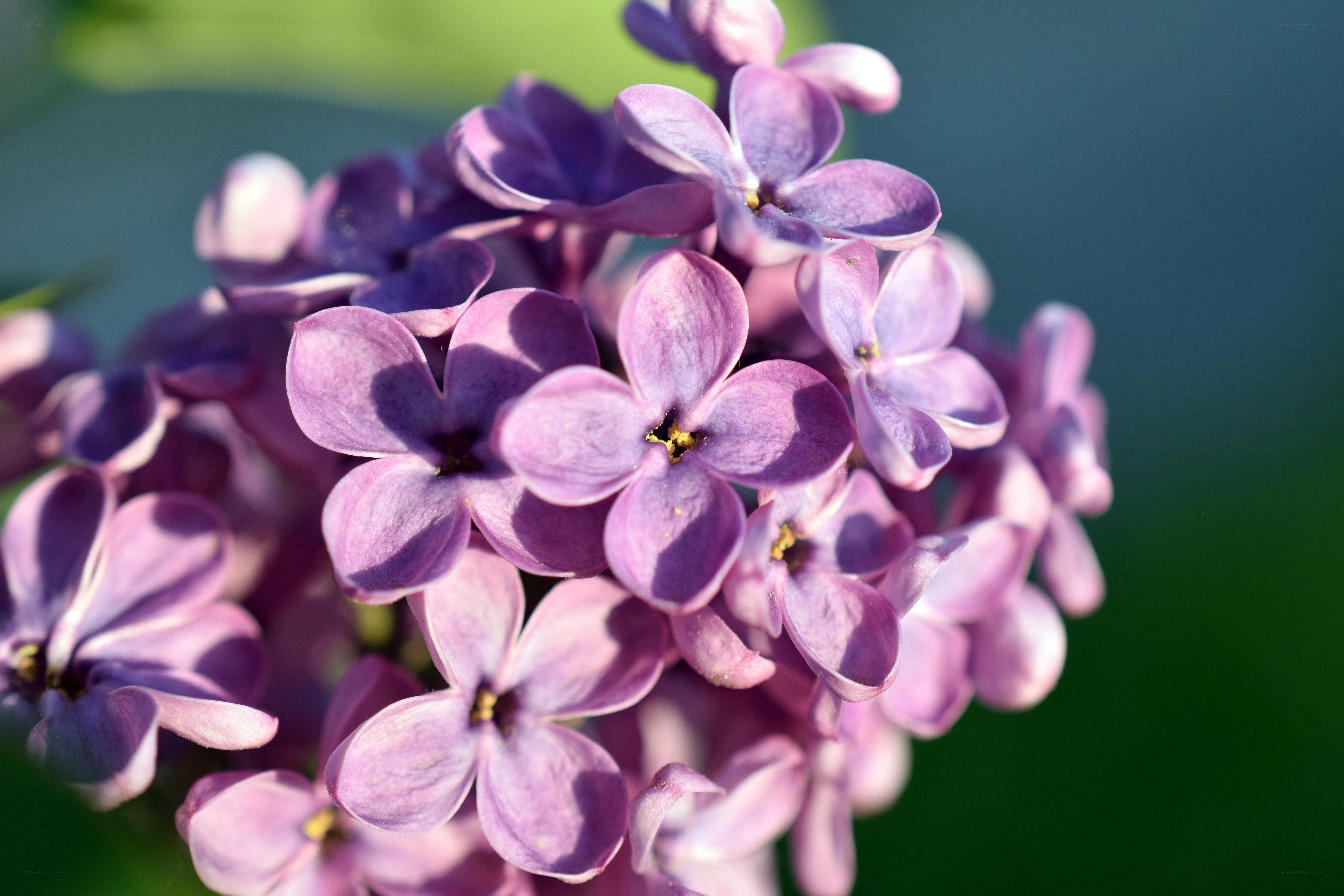 purple lilac flowers in bloom