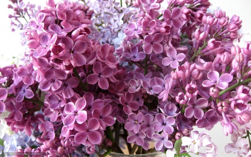 purple lilac flowers in bloom