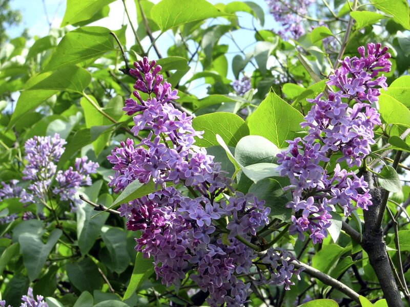 purple lilac flowers in bloom