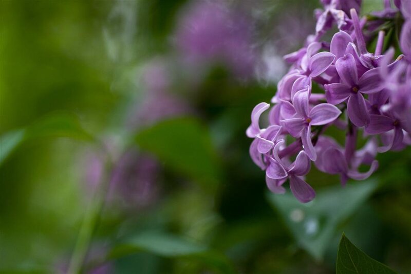 Purple lilac flowers in bloom