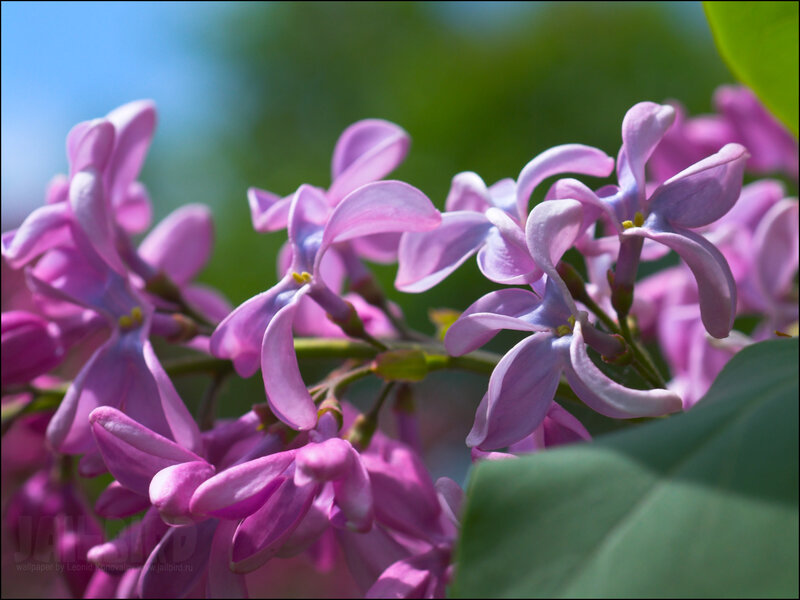 Purple lilac flowers in bloom