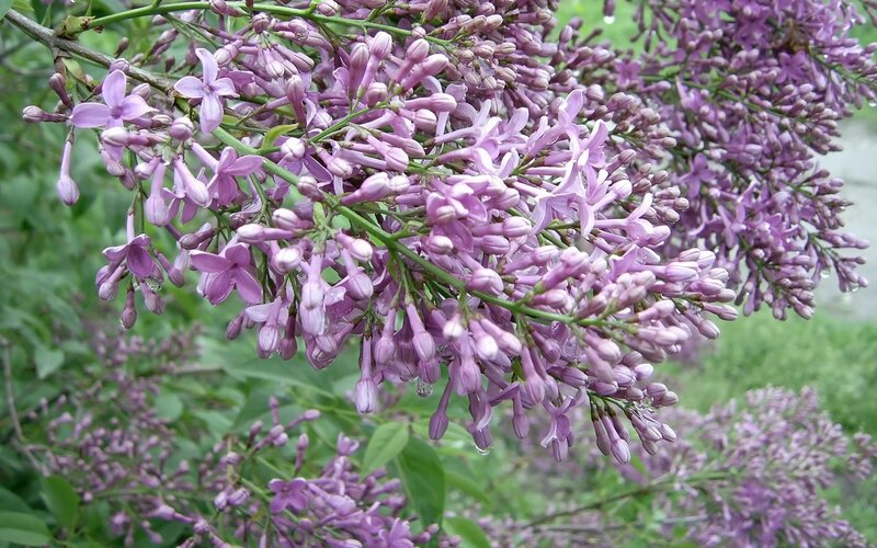 purple lilac flowers in bloom
