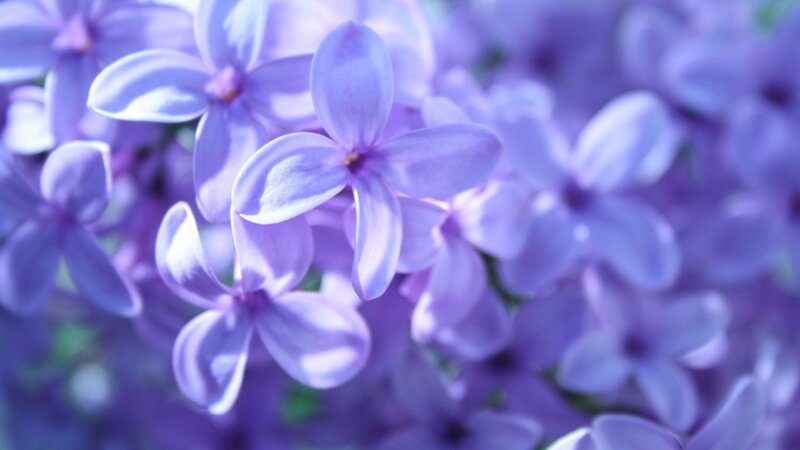purple lilac flowers in bloom