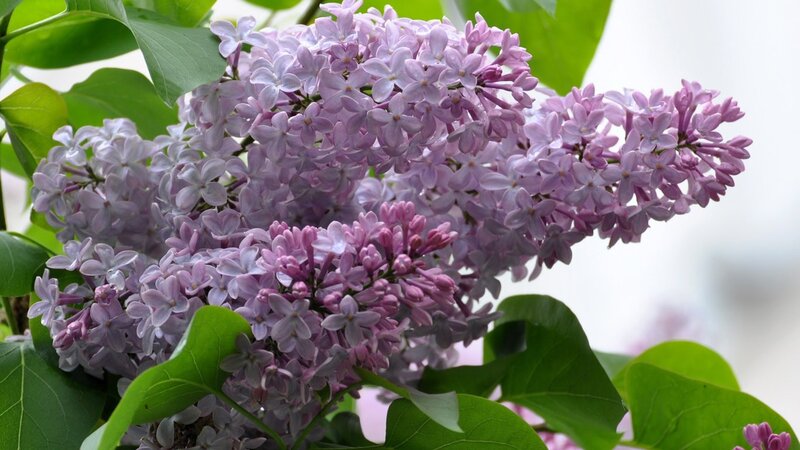 purple lilac flowers in bloom