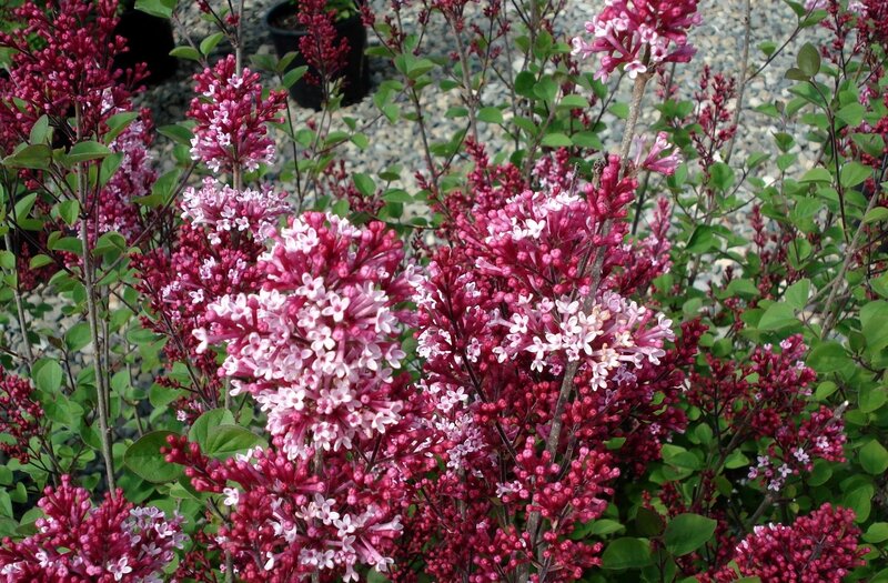 purple lilac flowers in bloom
