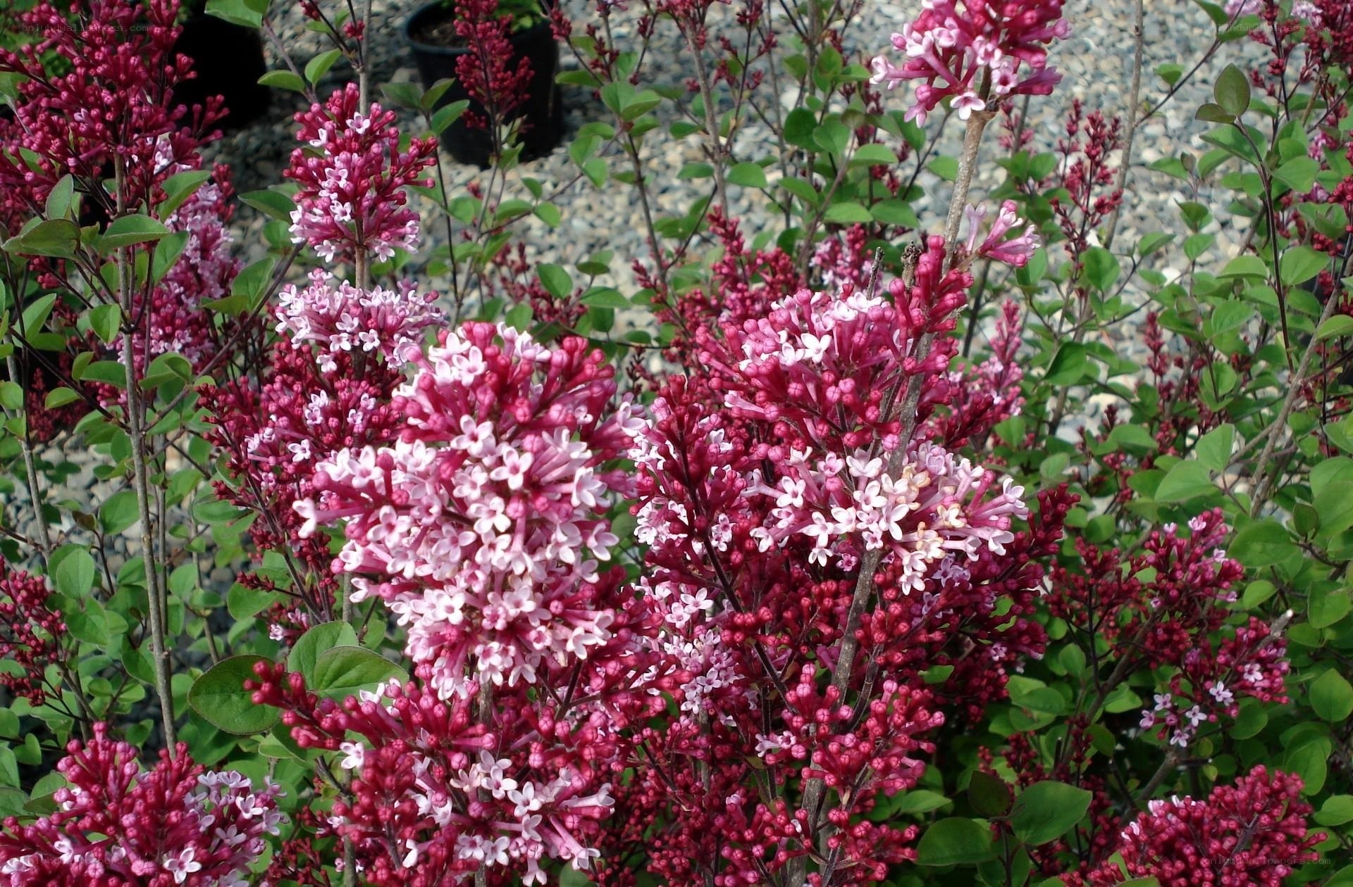 purple lilac flowers in bloom