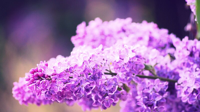 purple lilac flowers in bloom