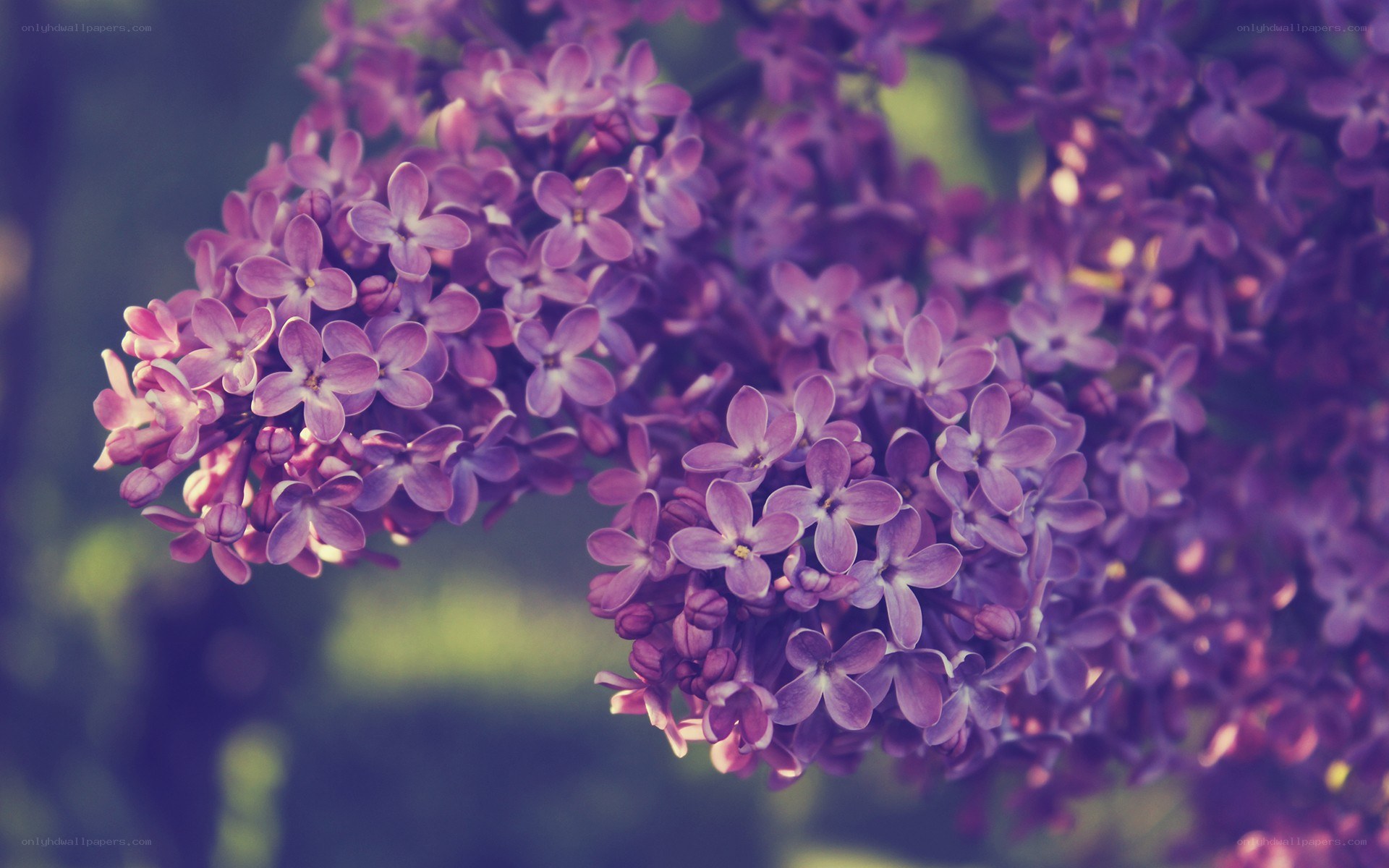 purple lilac flowers in bloom