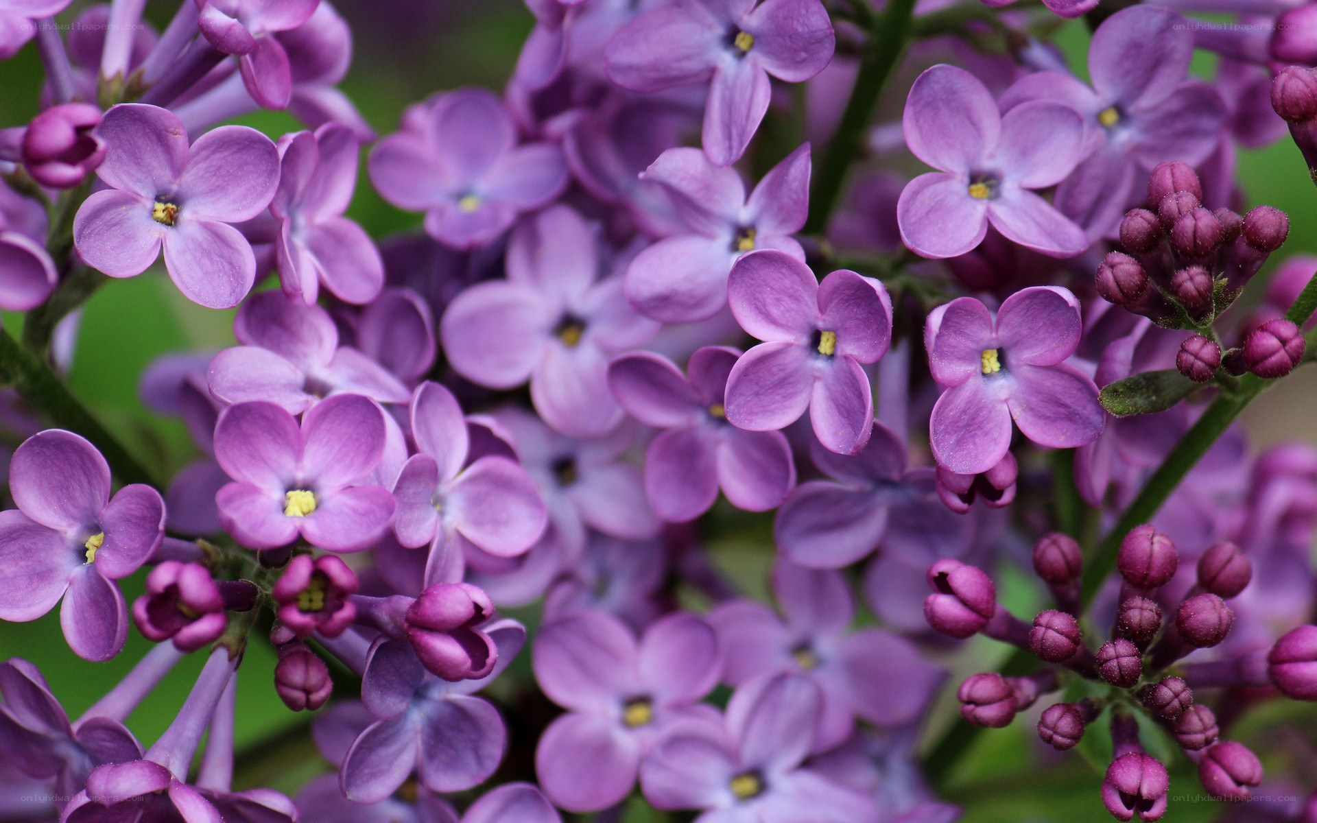purple lilac flowers in bloom