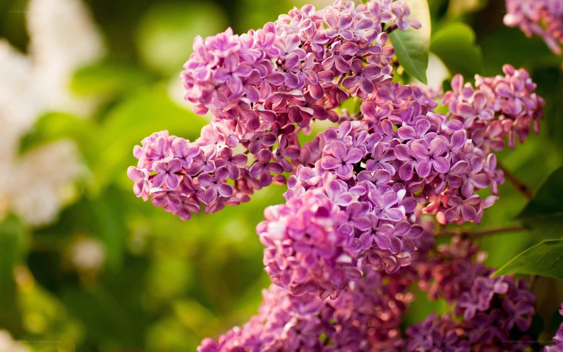 Purple lilac flowers in bloom