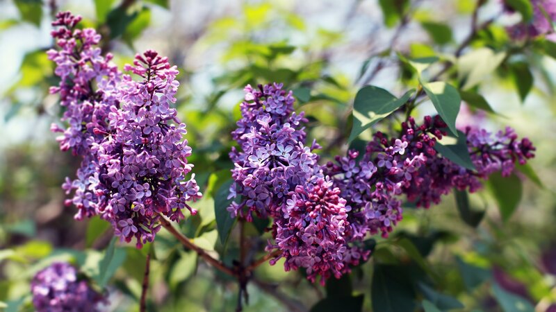 purple lilac flowers in bloom