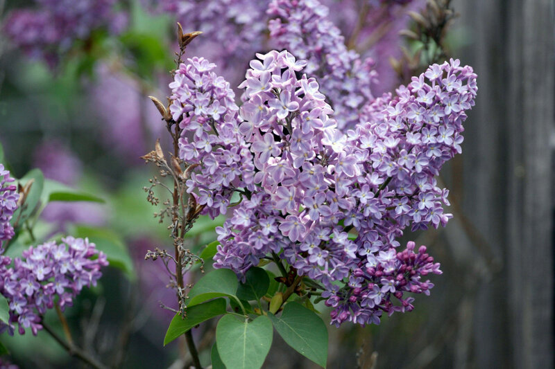 purple lilac flowers in bloom