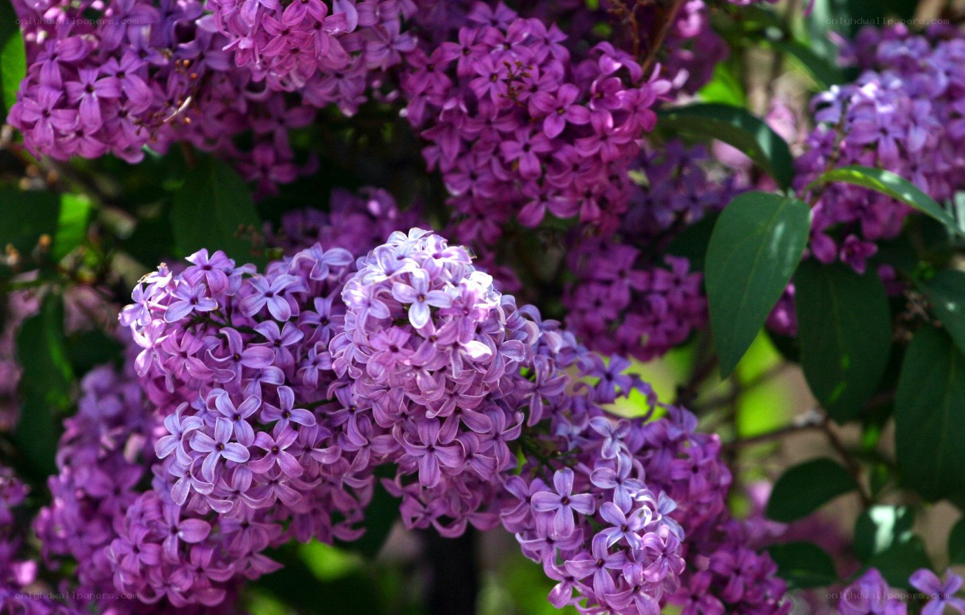 purple lilac flowers in bloom