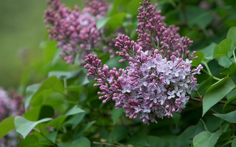 purple lilac flowers in bloom