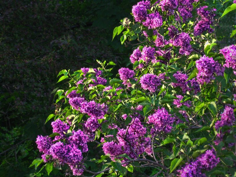 purple lilac flowers in bloom