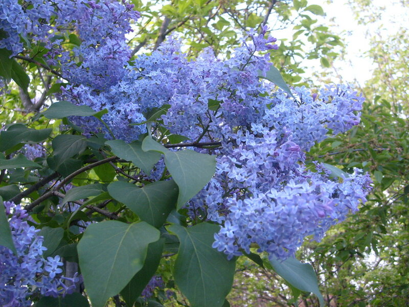 purple lilac flowers in bloom