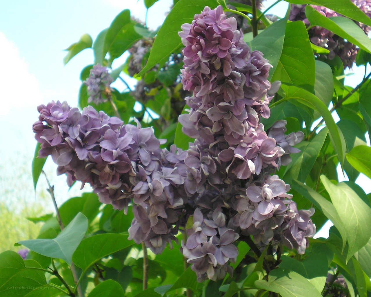 purple lilac flowers in bloom