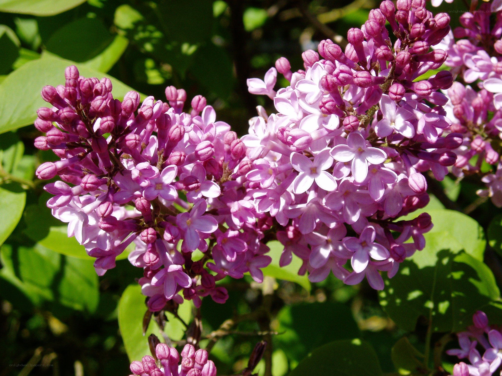purple lilac flowers in bloom