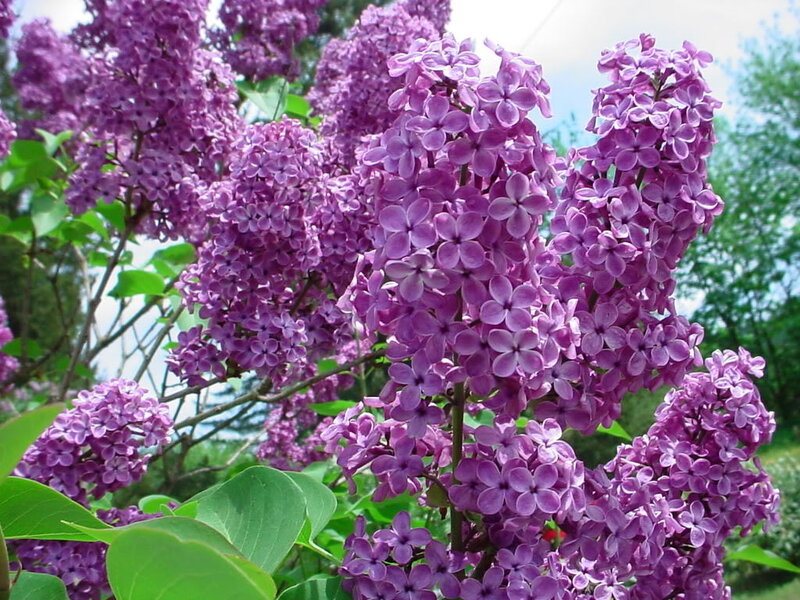 purple lilac flowers in bloom
