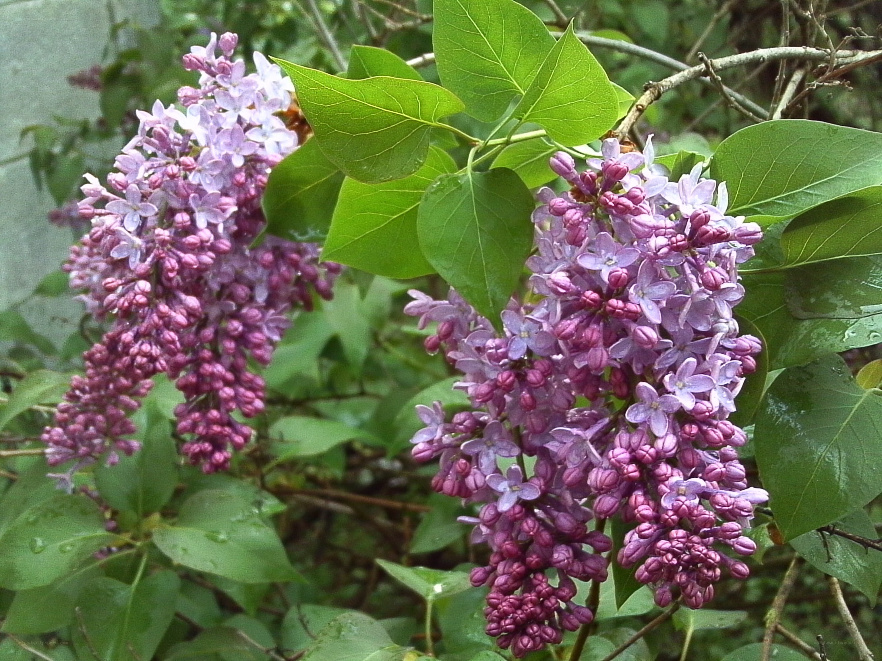 purple lilac flowers in bloom