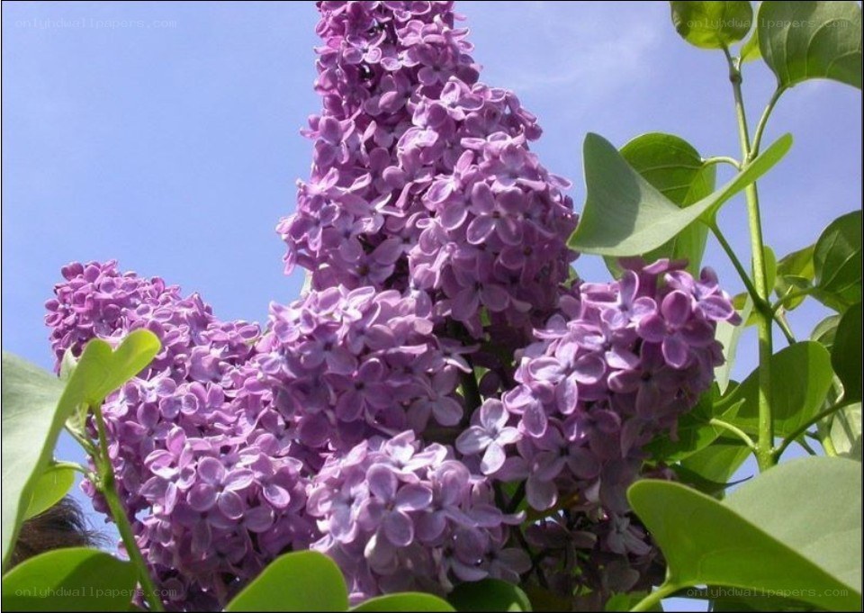 purple lilac flowers in bloom