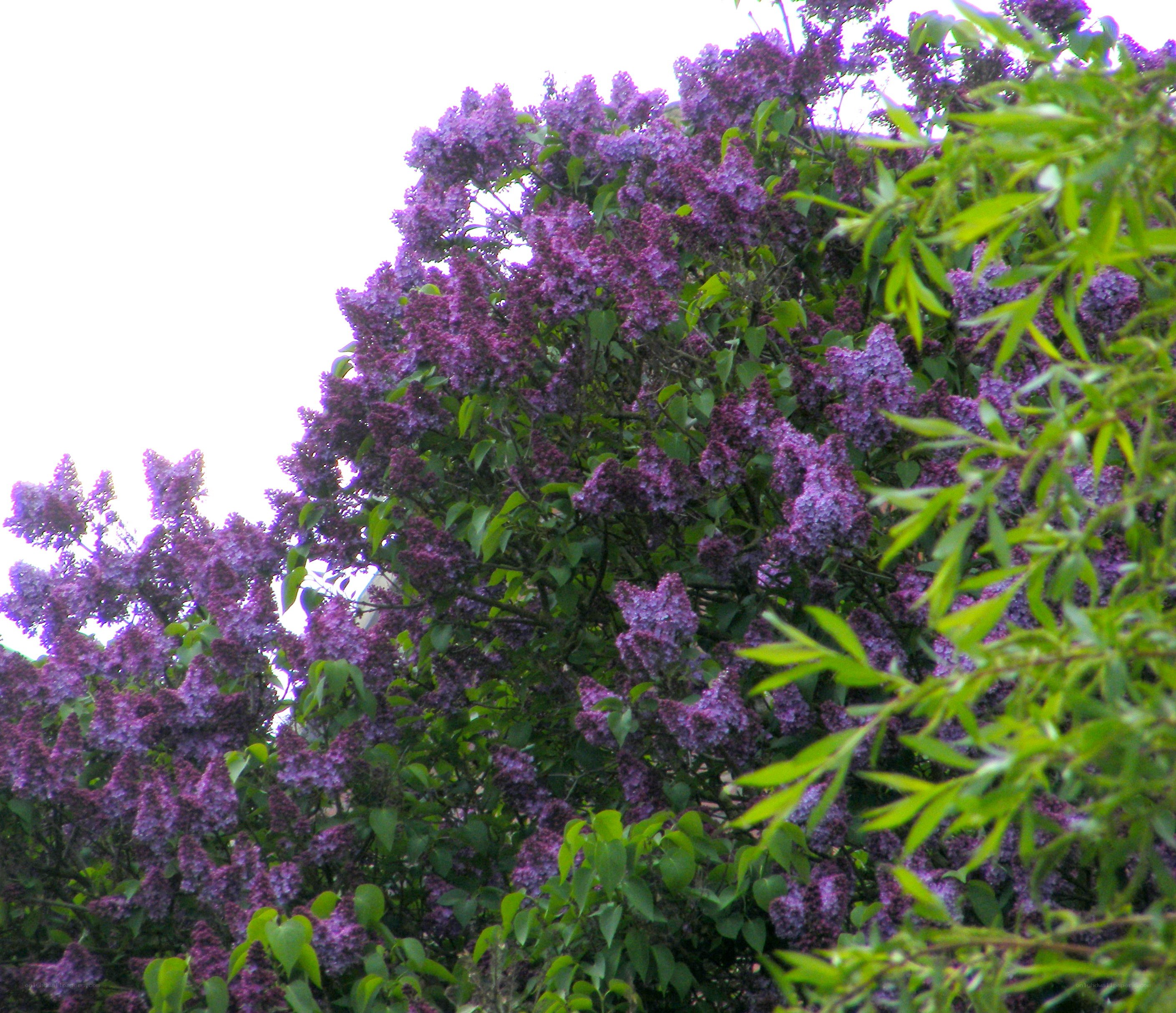 purple lilac flowers in bloom