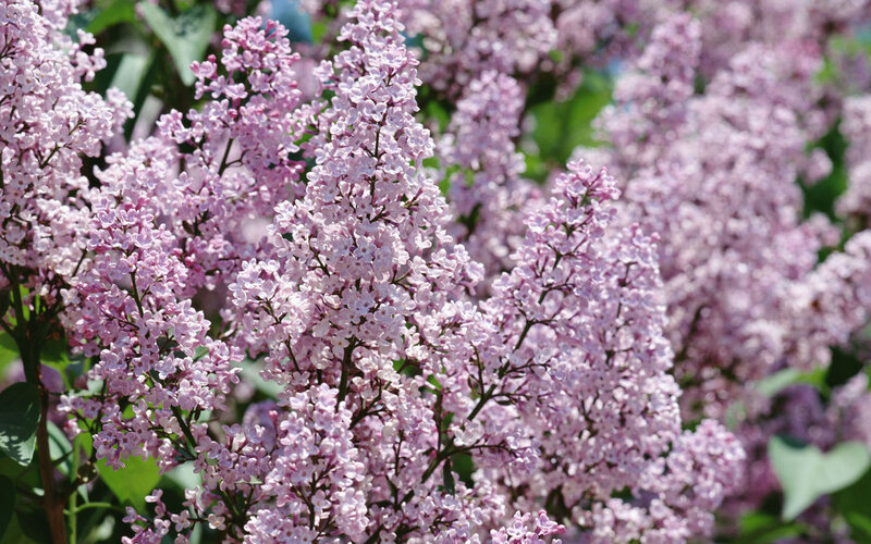 purple lilac flowers in bloom