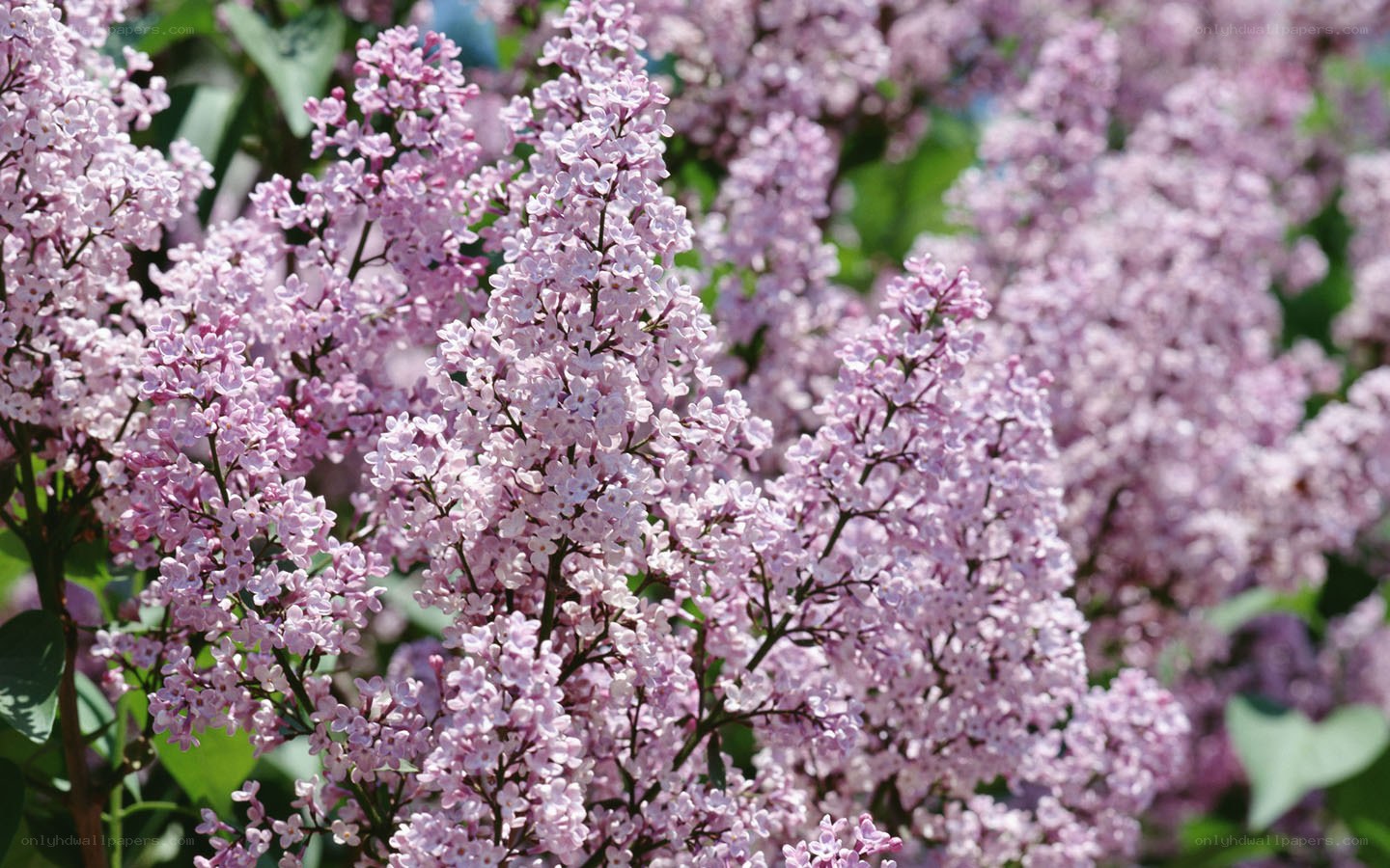 purple lilac flowers in bloom