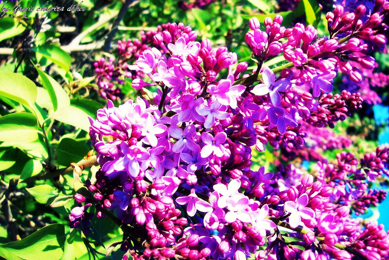 Purple lilac flowers in bloom