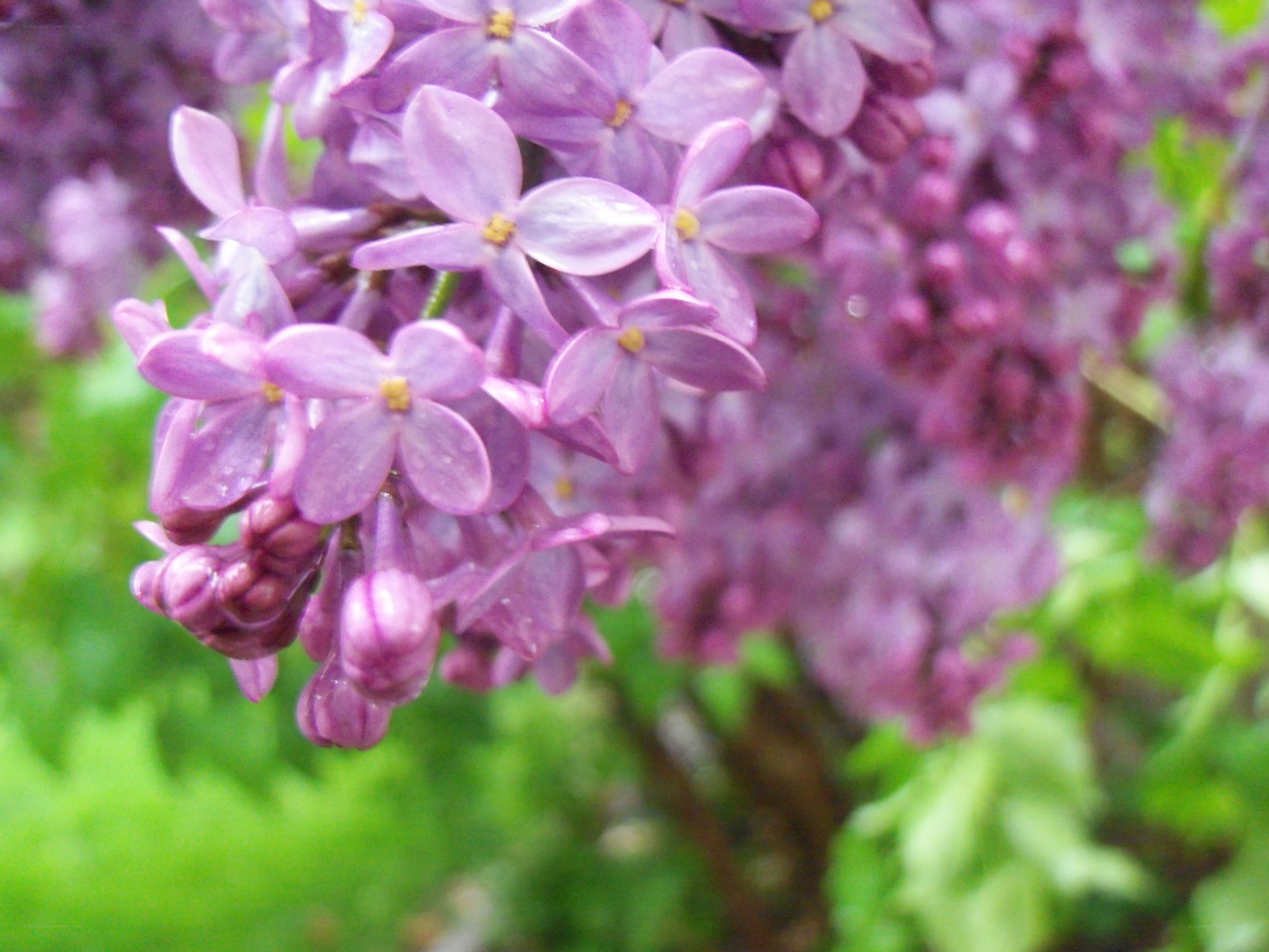 purple lilac flowers in bloom