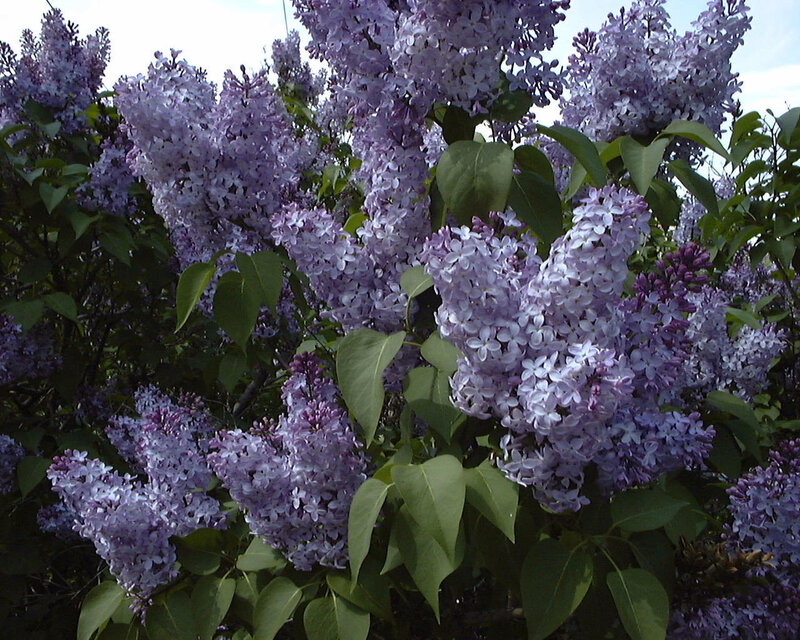 purple lilac flowers in bloom