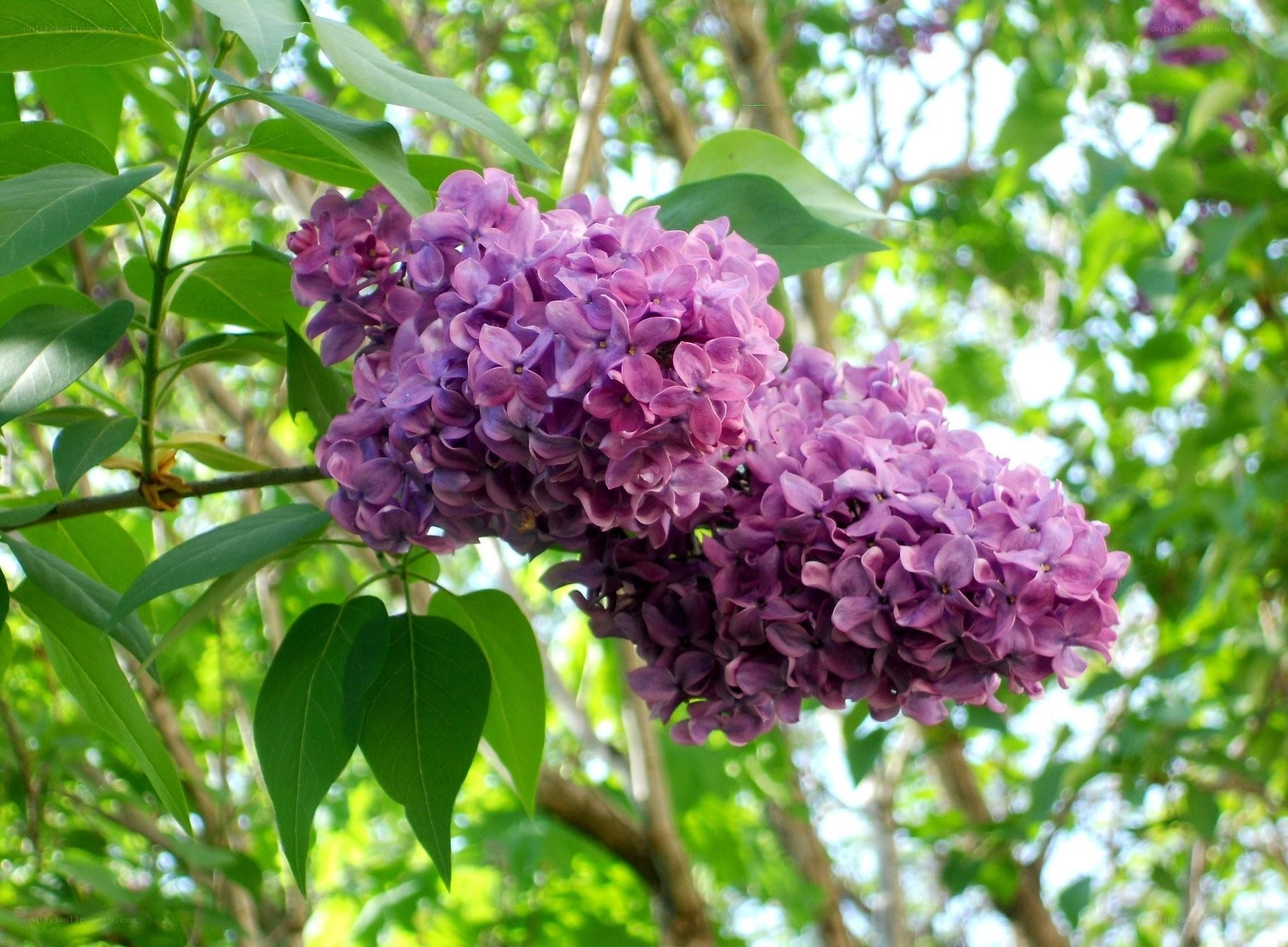 purple lilac flowers in bloom
