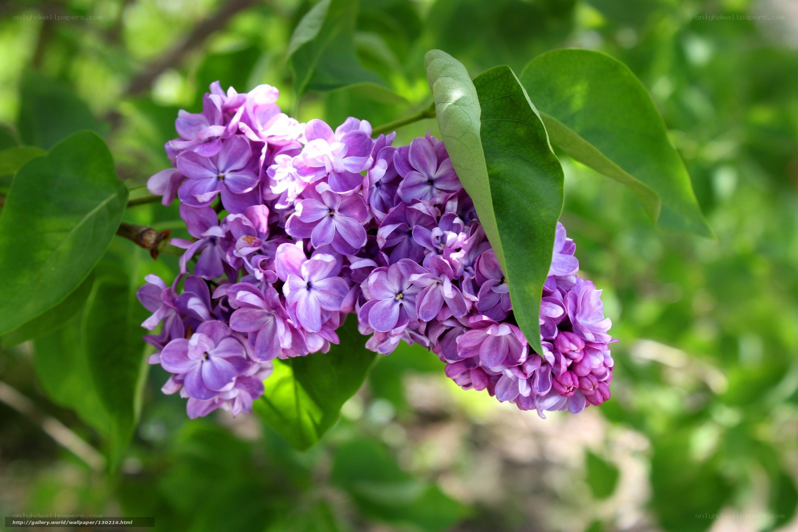 purple lilac flowers in bloom