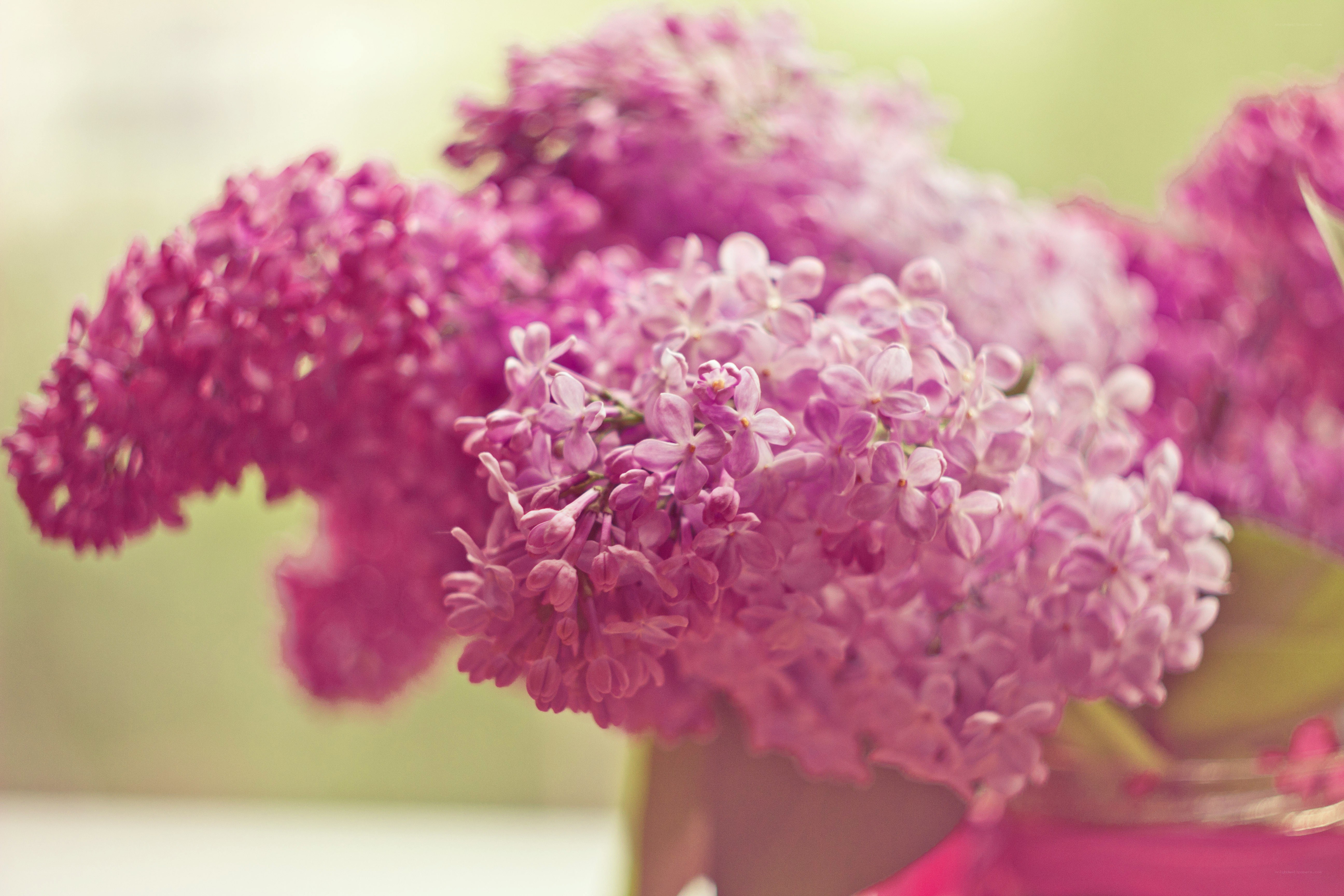 purple lilac flowers in focus